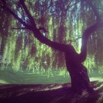 Ronald Dearing - @kitgreechiari - Instagram