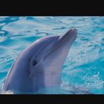 Ronald - @ronaldthedolphin - Instagram