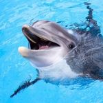 . - @ronald_the_dolphin_ - Instagram