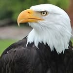 Ronald E. Eagle - @ronald.e.eagle - Instagram