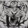 Harimau Sumatra - @edwardronald81 - TikTok