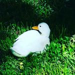 roonaldelderenbosch - @ronaldelderenbosch - Instagram