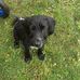 Ron Finlay - Facebook