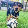 Ronaldo The Football Dog - @ronaldothefootballdog - TikTok