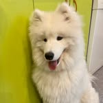 Рони - @ronald_forest69 - Instagram