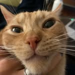 Ron - @ronaldfredrickthecat - Instagram