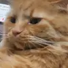 是人不是貓的納多麗萍 - @ronald.liping - TikTok
