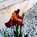 Ronald Glidden - Facebook