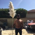 🌾Pampas Grass🌾 - @ronalds.pampas.grass - Instagram
