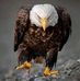 Ronald Harding - Facebook
