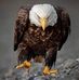 Ronald Harding - Facebook
