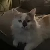 Ronald Glærum - @ronaldhaugen16 - TikTok