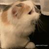 Ronald haugen - @ronald.haugen - TikTok
