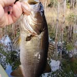 Ronald Hough - @ronniesfishes - Instagram