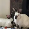 Ronald&Ruby - @ronaldnruby - TikTok
