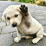 Ronald Jackman - @ronjack801 - Instagram