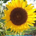 Ronald Kefferstein - @ronaldkefferstein - Instagram