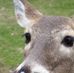 Ronald Kopf - Facebook