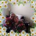 Ronald L. Lash Sr. - Facebook