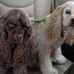 Ronald McMullen - Facebook