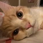 Ronald - @ronald_the_munchkin - Instagram