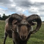 🐏 North ronaldsay sheep 🐑 - @northronaldsaysheepuk - Instagram