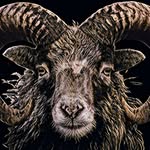 North Ronaldsay Sheep Festival - @northronaldsaysheepfestival - Instagram
