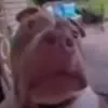 Ronnie - @ronaldofthenorth - TikTok