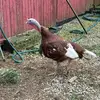 Ron null - @ronald.null - TikTok