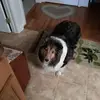 Ronald Overholtz - @opie54 - TikTok