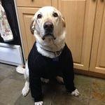 Dexter "ronald" Penner - @dex_doge - Instagram