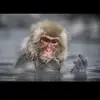 Johnston_stevens0 - @ronald_pickaring - TikTok
