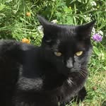 Ronald Charlie and pickle - @life_of_cat_craz - Instagram