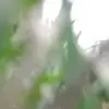Ronald Pleasant - @ronald.pleasant - TikTok
