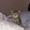 ronaldpulvera858 - @ronaldpulvera858 - TikTok