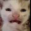 CARS - @ronaldo_the_rasberry - TikTok