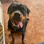 Rollo - @rollo_ronald_the_rotti - Instagram
