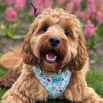 🧡𝐑𝐨𝐧𝐚𝐥𝐝 𝐭𝐡𝐞 𝐂𝐚𝐯𝐚𝐩𝐨𝐨🧡 - @ronaldroo_the_cavapoo - Instagram