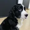 ronaldo_springer_spaniel - @ronaldo_springer_spaniel - TikTok