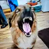 ronaldstier573 - @ronaldstier573 - TikTok