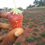 🍓 - @ronald_williams_strawberries - Instagram