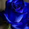 ronaldcstrawbr41271 - @ronaldcstrawbr41271 - TikTok