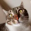 Talbott Rescue Hub - @ronaldtalbott.rescue.hub - TikTok