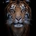 Ronald Thrower - Facebook