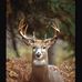 Ronald Trammel - Facebook