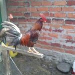 Ronal Vélez - @ronald_velez - Instagram