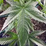 @ronald_weedsley - Instagram