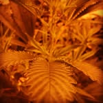 @ronaldweedsley970 - Instagram