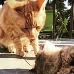 Ronald "Won-Won" Kiwi🐈 - @thewonwon - Instagram
