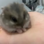 Ronald Yap - @cansalty - Instagram